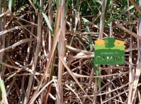 iportofeliz-imobiliaria-porto-feliz-fazenda-em-piracicaba03