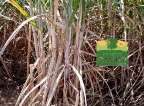 iportofeliz-imobiliaria-porto-feliz-fazenda-em-piracicaba15