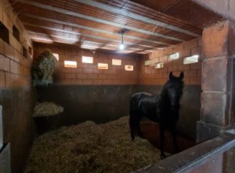 iportofeliz-imobiliaria-porto-feliz-haras-029