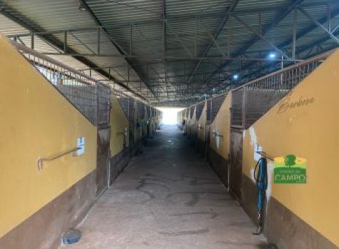 iportofeliz-imobiliaria-porto-feliz-haras-em-tatui22