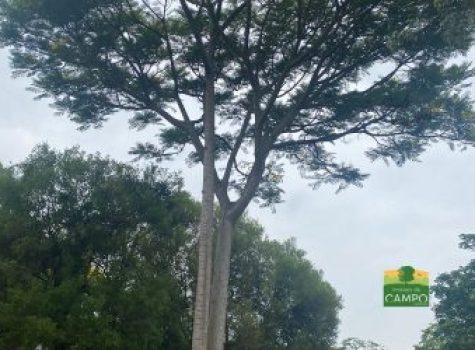 iportofeliz-imobiliaria-porto-feliz-haras-em-tatui25