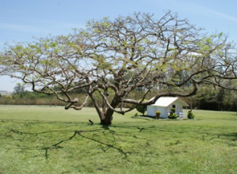 iportofeliz-imobiliaria-porto-feliz-haras-rodovia-castello-branco08-2